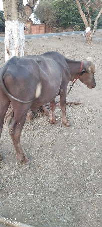 પાડો વાંચવાનો છે