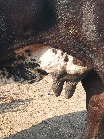 જર્સી ગાય વેચવાની છે