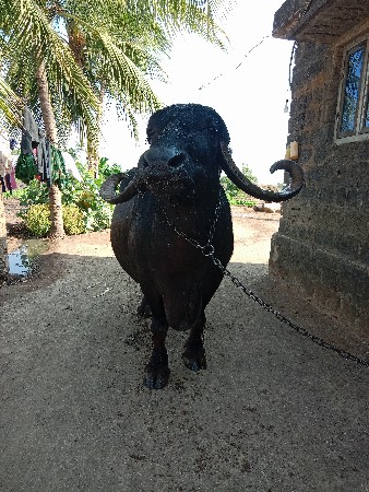 ભેંસ વેચવાની છે