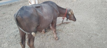 थंबनेल 3