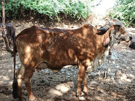 ગીર હોડકી વેચવાની છે