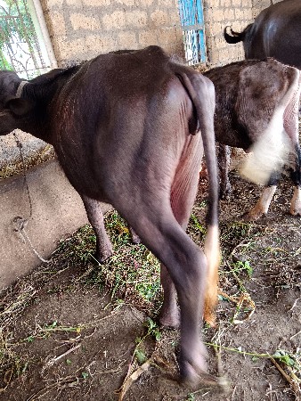 પાડી વેચવાની છે