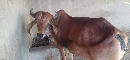 ગાય વેચવાની છે