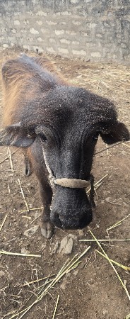 દોઢ વર્ષ નું જાફરાબાદી પાડો છે