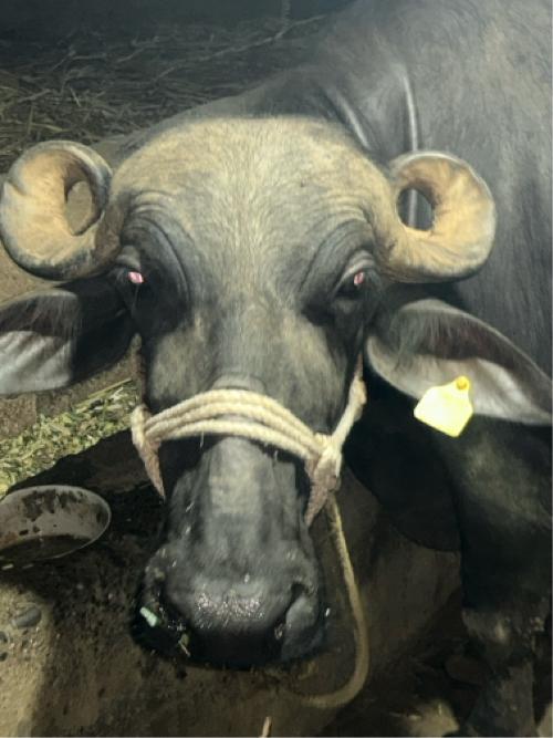 2 વેતર 1 મહિના ની વાર