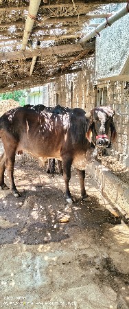 1લા વેતર ni વ્યાસે