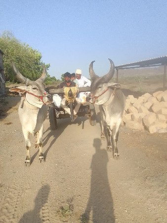વેચવાના છે