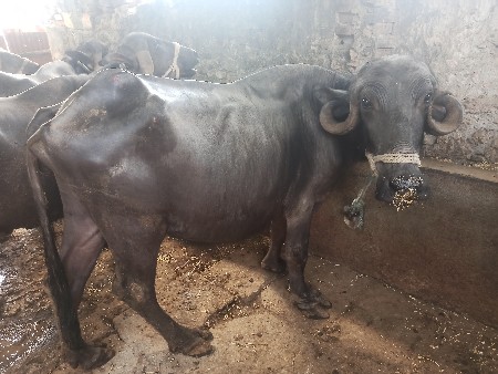 थंबनेल 2