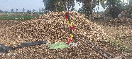 જુવાર નો ચારો(કટકી)