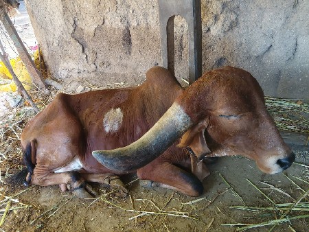 થંબનેલ 3