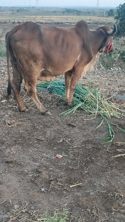 थंबनेल 4