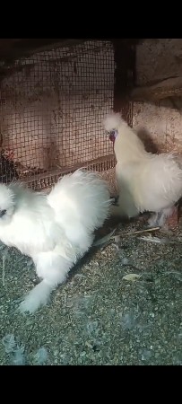 bentom ane amerikan silk ne jode