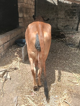 ગાય વેચવાની છે.