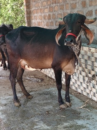 थंबनेल 3