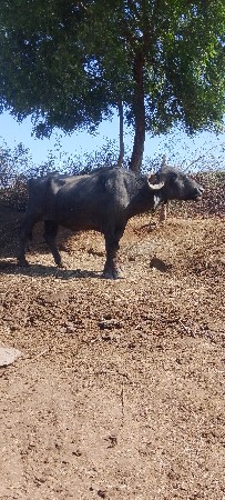 ભેંસ વેચવાની છે