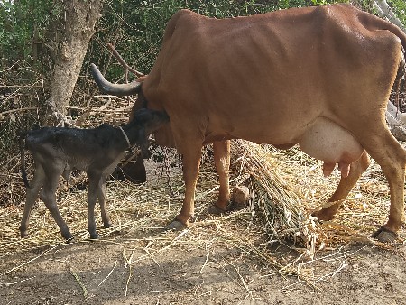 थंबनेल 5