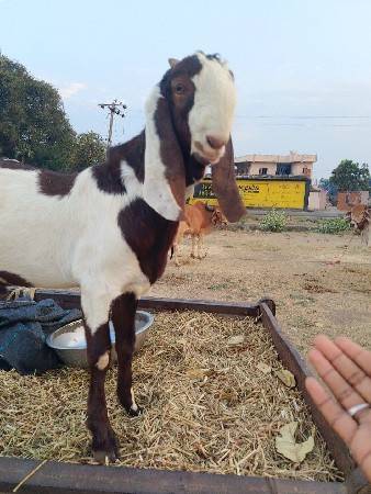 थंबनेल 3