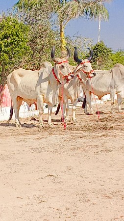 સીધી સુરતી ધર્મ ધરડા ભારત છે પુલ જવ