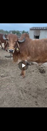ગાય વેચવાની છે