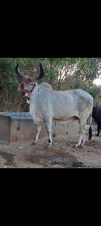 બળદ વેચવાનો છે