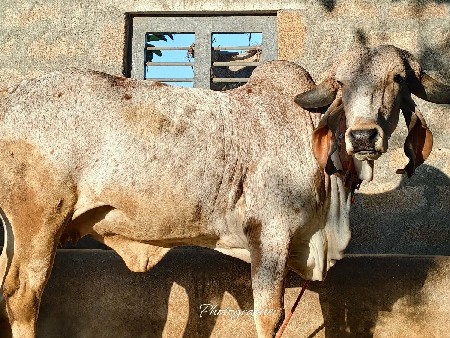 હોળકી વેચવાની છે