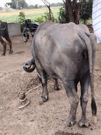 દૂધ-2 અઢી લીટર