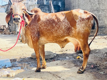 થંબનેલ 2