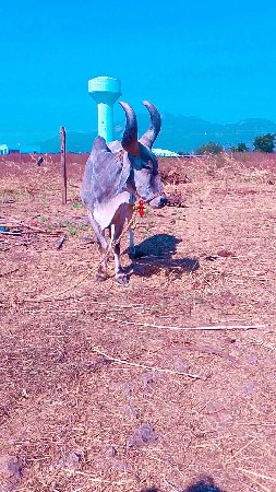 4000 રૂપિયા