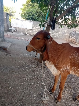 ગીર કાબરી હોઙકી વેચવાની સે