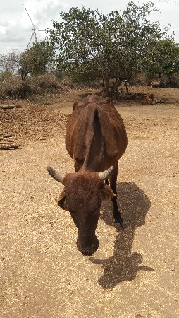 ગાય વેચવાની છે