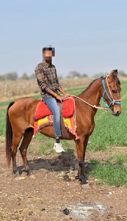 ઘોડીનાસાટાકરવાનાછે વેચવાનીનથી