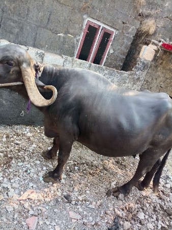 વેચવાની છે