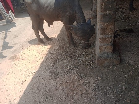 थंबनेल 2