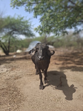 ભેંસ વેચવા ni છે