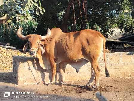 આ બળદ વેચવાનો છે