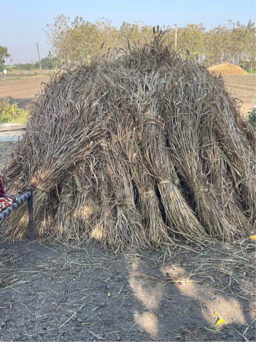 જુવાર નો સારો