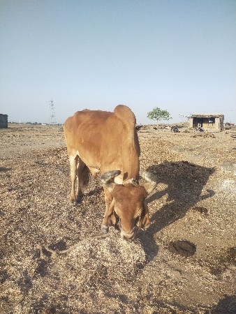 થંબનેલ 1