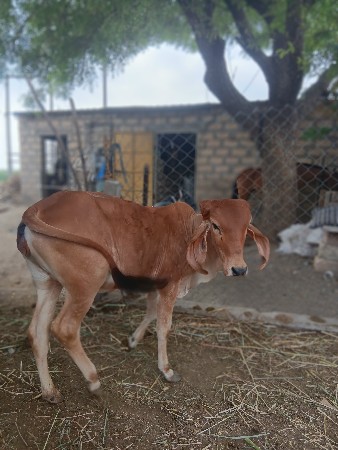 vasadi vechavani che