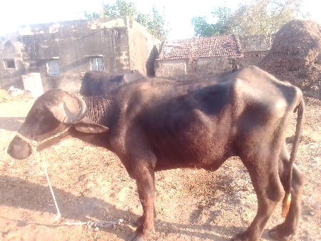 ખડેલી વેચવાની છે