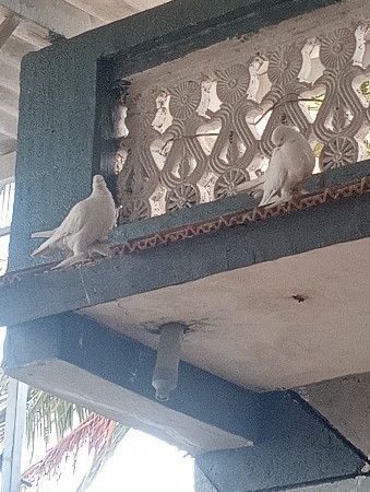 थंबनेल 2