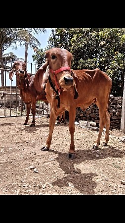 ગીર વાછણી વેચવાની છે