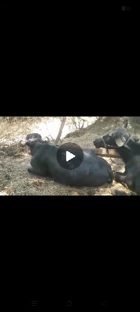 જાફરાબાદી ખડાય છે. ..2.જોટે