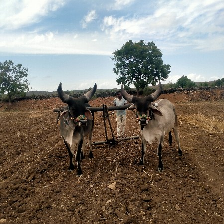 ચાર દાતે