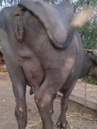 તિજુ.વેતર.ગાભહ