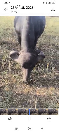 પેલૂવેતર. જાફરી.