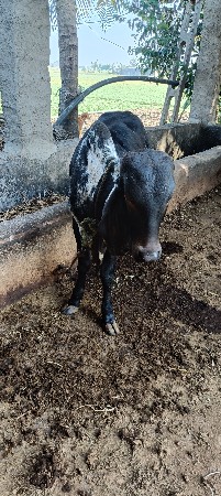 થંબનેલ 2