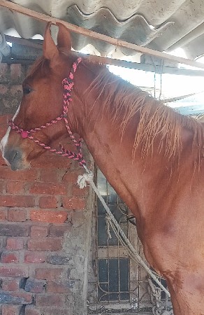 વસેરીઘોડીછે સાટાજકરવાનાછે ઘોડી