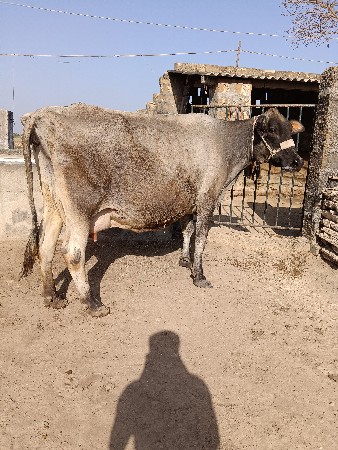 ગાય વેશવાની છે