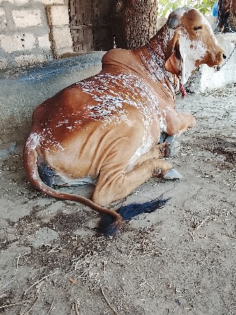 ગાય વેચવાની છે