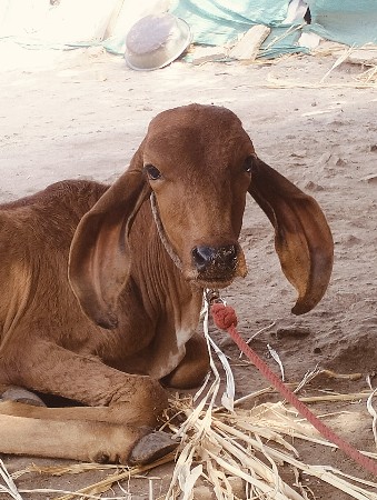 ગાય નું ઘી